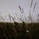 Zarey 게스트하우스 올레이로스
